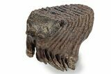 Fossil Woolly Mammoth Upper M Molar - Poland #357020-3
